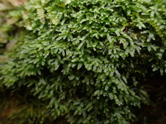 Riccardia chamedryfolia