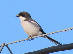 Lanius collaris collaris