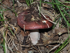 Russula integra