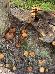Omphalotus subilludens