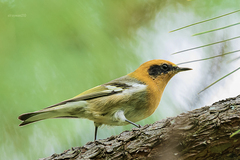 Peucedramus taeniatus
