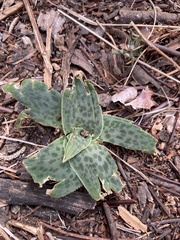 Ledebouria ovatifolia ovatifolia