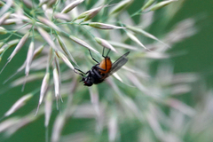 Thricops semicinereus