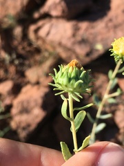 Grindelia squarrosa
