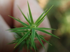 Polytrichum formosum