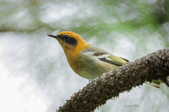 Peucedramus taeniatus