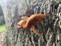 Omphalotus subilludens