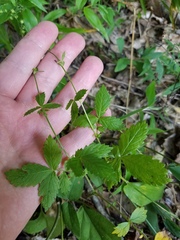 Agrimonia rostellata