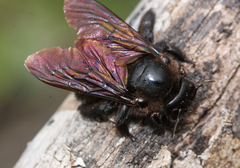 Xylocopa darwini