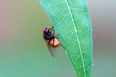 Thricops semicinereus