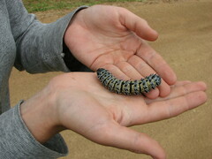 Gonimbrasia belina