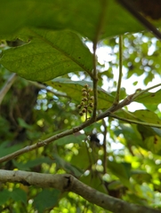 Toxicodendron radicans