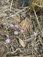 Drimiopsis burkei