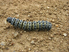 Gonimbrasia belina