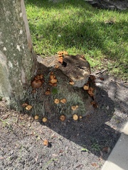 Omphalotus subilludens