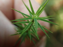 Polytrichum formosum