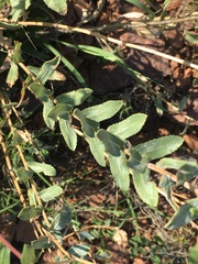 Grindelia squarrosa