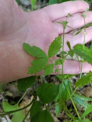 Agrimonia rostellata