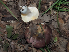 Russula integra