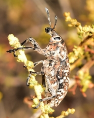 Leucomigus tesselatus