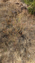 Eriogonum nudum