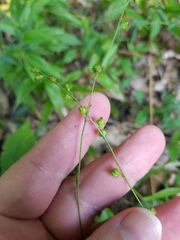Agrimonia rostellata