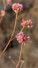 Eriogonum nudum