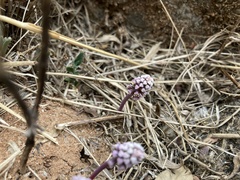 Drimiopsis burkei