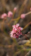 Eriogonum nudum