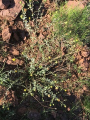 Grindelia squarrosa