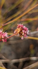 Eriogonum nudum