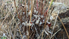 Eriogonum nudum