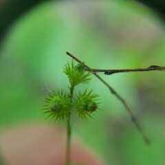 Agrimonia rostellata