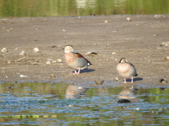 Callonetta leucophrys