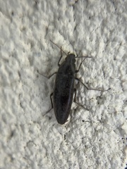 Synchroa punctata
