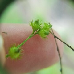 Agrimonia rostellata