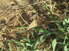 Pyronia cecilia