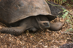 Chelonoidis niger