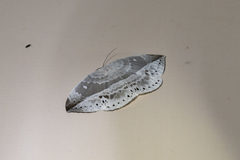 Cyclidia substigmaria