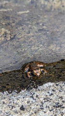 Rana boylii
