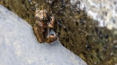 Rana boylii