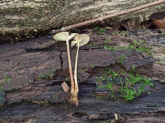 Collybiopsis subnuda