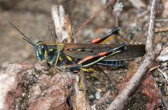 Schistocerca melanocera