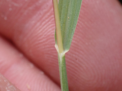 Gastridium phleoides