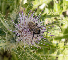 Bombus appositus