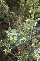 Atriplex oblongifolia