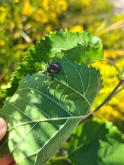 Brochymena quadripustulata