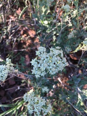 Parthenium incanum