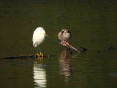 Callonetta leucophrys