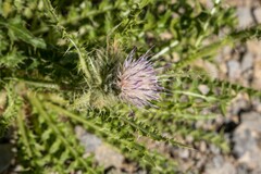 Cirsium scariosum